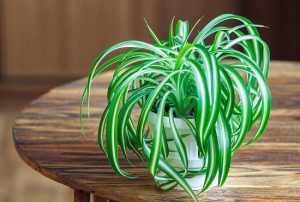 17 Indoor Plants Recommended By NASA | NASA Indoor Houseplants