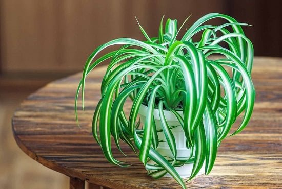 Spider Plant with white pot on the table