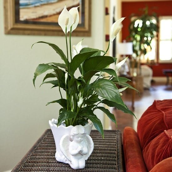 Apart from being a showy houseplant, there are amazing Peace Lily Benefits proven in studies you should know!