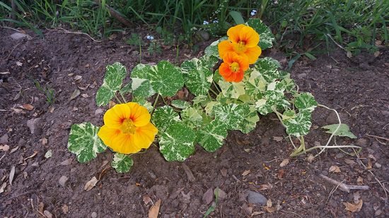 Reasons to Grow Nasturtium in the Garden you didn't know
