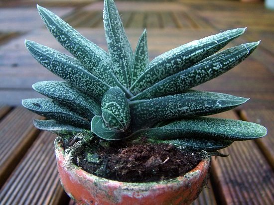 Best Succulents For Beginners 5