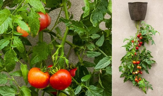 DIY Tomato Garden Ideas
