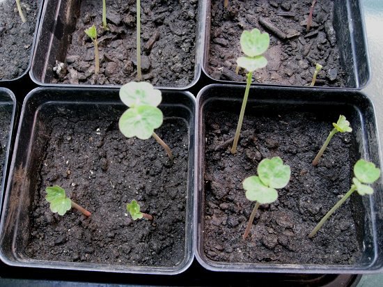 How to Grow Nasturtium in a Container at home 