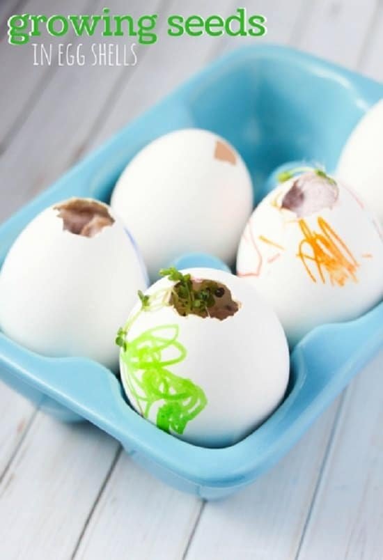 DIY Eggshell Ideas that will amaze you