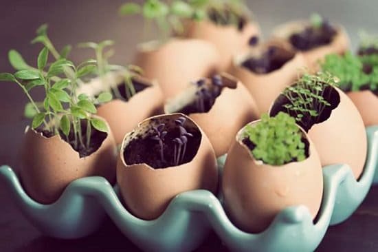 DIY Eggshell Ideas for you to try