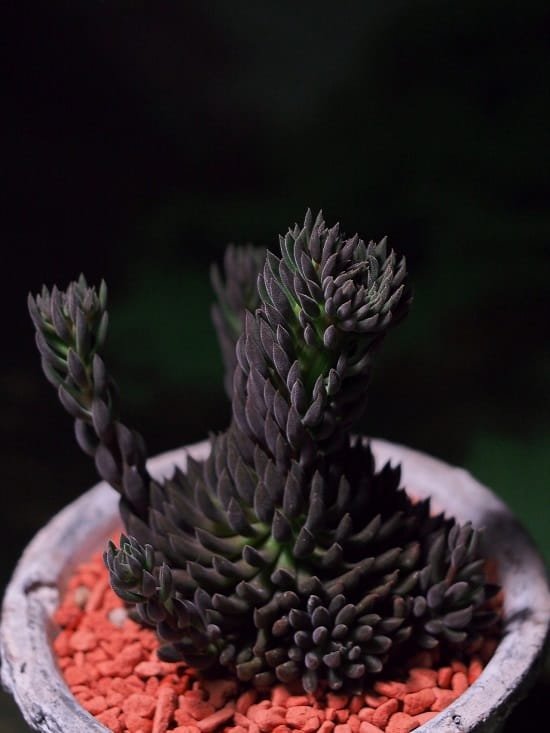 Where to buy black succulents