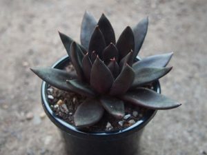 9 Best Black Succulents that are Incredibly Beautiful