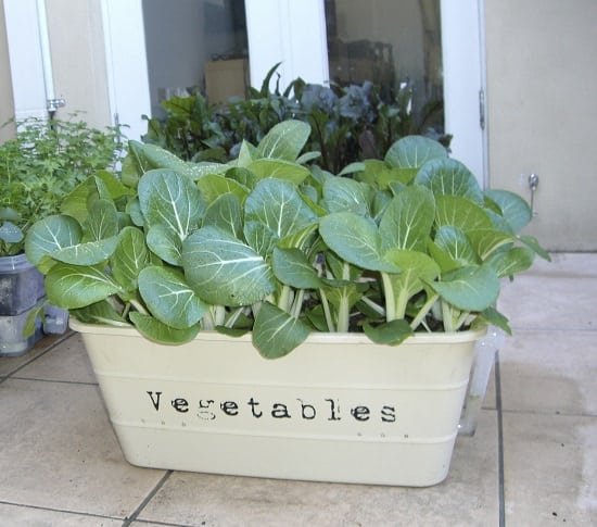 How to Grow Pak Choi in Containers