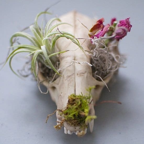 11 Scary Halloween Planter Ideas To Add An Eerie Touch Up | Balcony Garden  Web