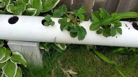PVC Pipe Strawberry Planter