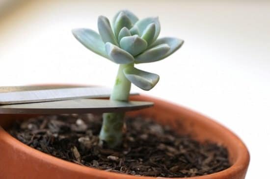 Propagating Succulents from Cuttings