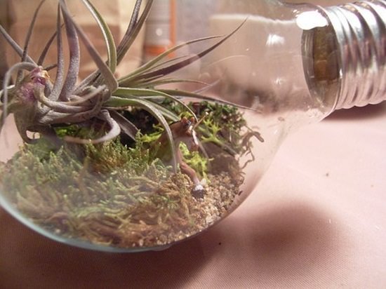 Tiny Light Bulb Terrarium