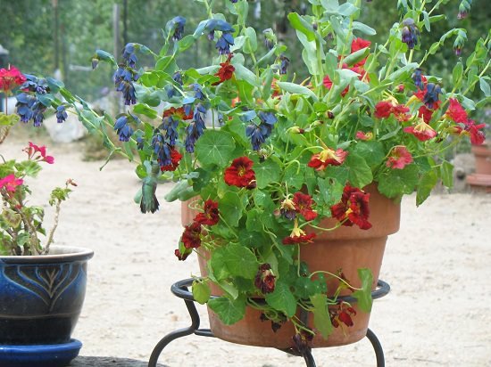 How to Grow Nasturtium in a Container