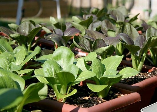 pac choi in containers
