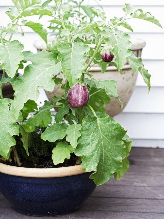 Asian Vegetables to Grow