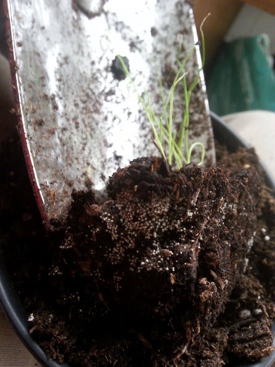 Are you reusing old potting soil?