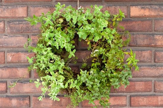 Decorative Living Herb Wreath