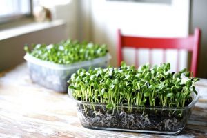 Best Microgreen Growing Hacks & Cheat Sheet For Every Gardener ...