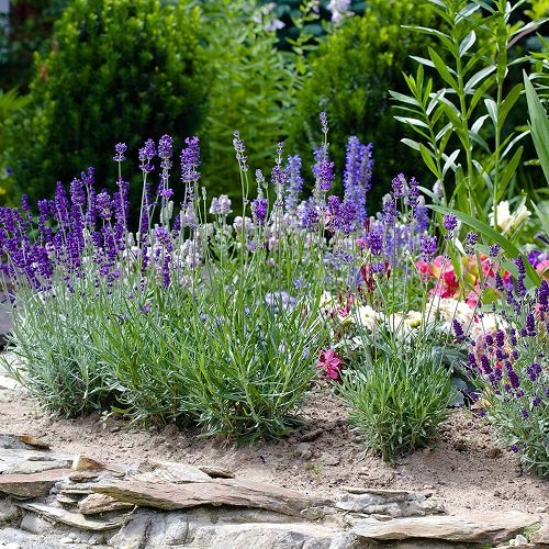 How to Grow Lavender 3