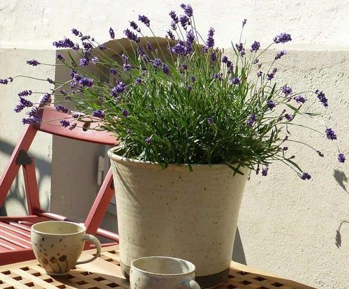How to Grow Lavender Plants | Growing Lavender 3