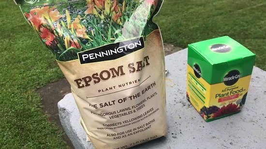 Use Epsom Salt As Fungicide for Plants