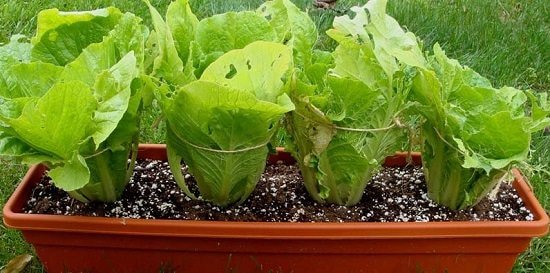 Growing Napa Cabbage