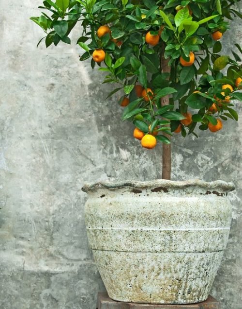best citrus for containers