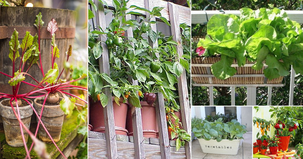 25 Easy Container Vegetables For Balcony & Rooftop Garden | Contai