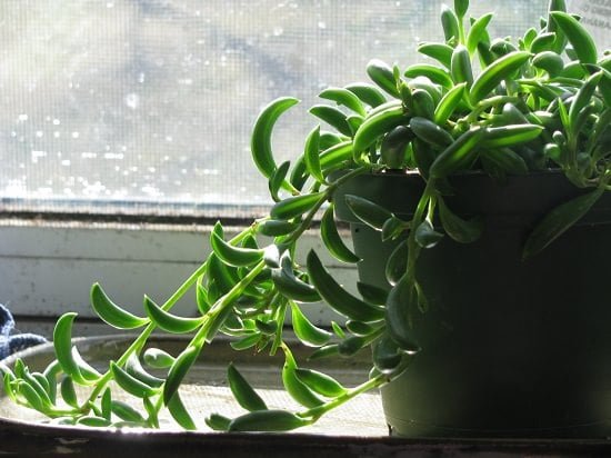 indoor shade succulents