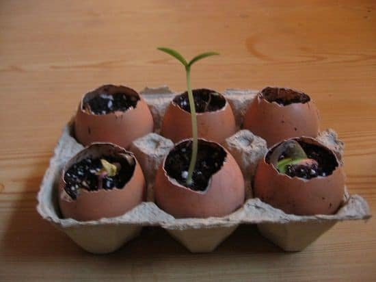DIY Eggshell Ideas that are easy to make and implement
