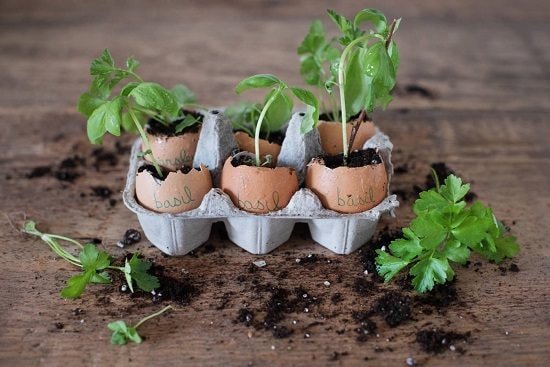 DIY Eggshell Ideas you can make in no time