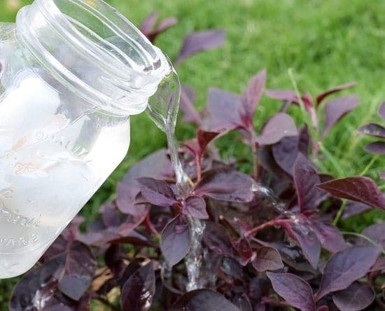 Homemade Liquid Fertilizer you can use