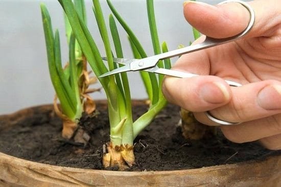 how to harvest green onions