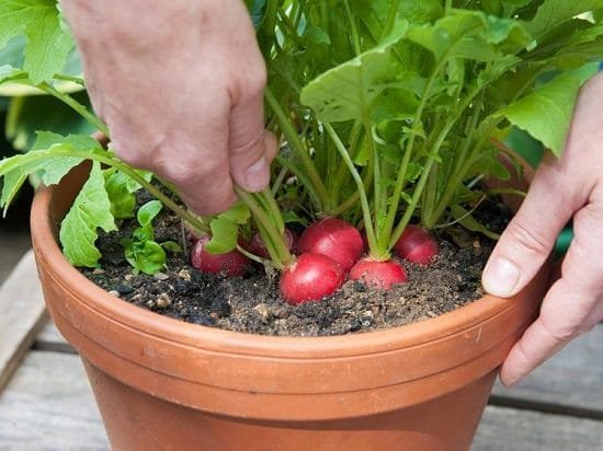 Growing Radishes in Containers and Pots is easy and quick, and you can enjoy best-tasting crispy homegrown radishes without having a garden.