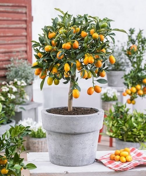 Best Citrus Trees for Containers