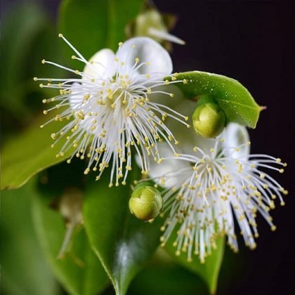 13 Best Scented Flowers That Smell Like Lemon & Orange | Balcony Garden Web