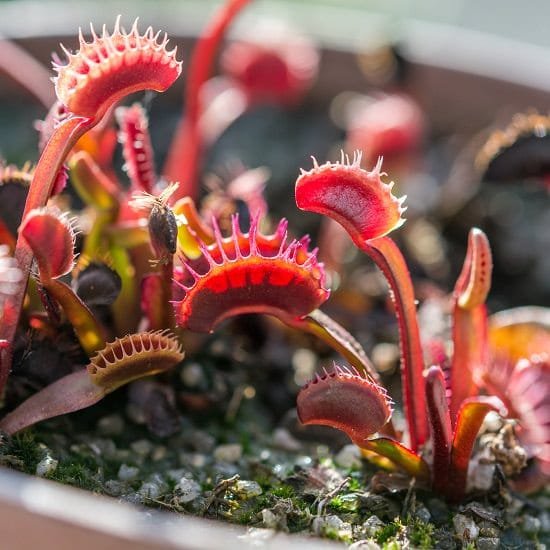 Basic Instructions for Growing Carnivorous Plants