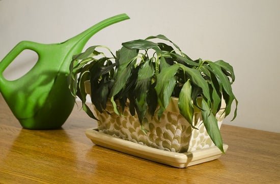 Poor Drainage is affecting your indoor plants