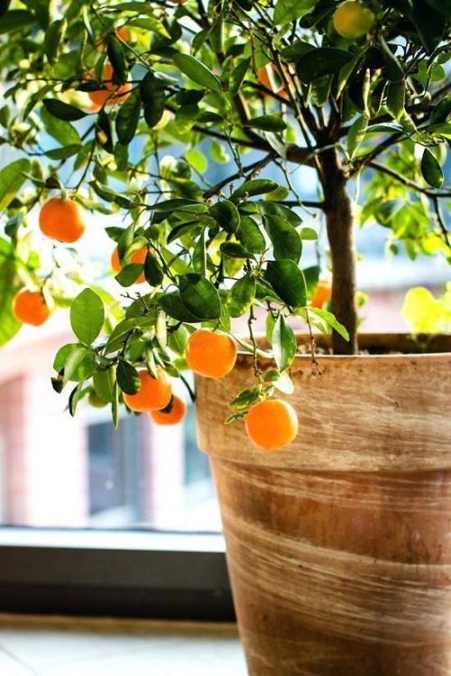 Learn about 5 best citrus trees for containers as Growing Citrus in Pots is not difficult due to their low height and low maintenance!