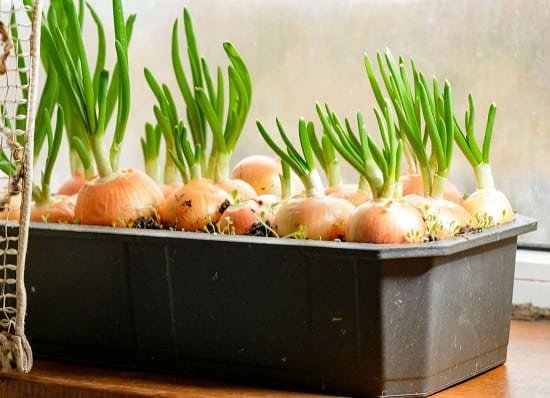 growing green onions in containers