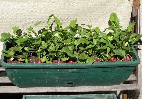 growing radishes in pots