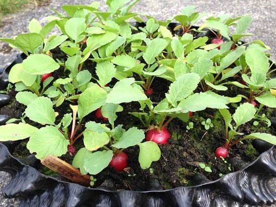 how to care for radishes