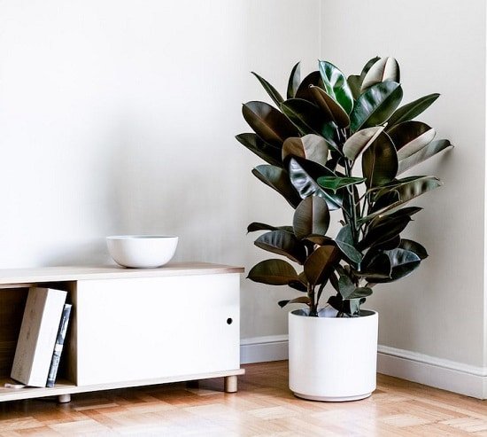 Rubber Tree Plant Care Tips