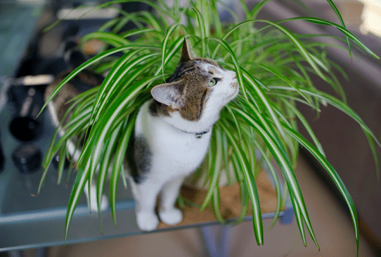 one of the best spider plant benefits is it is pet safe