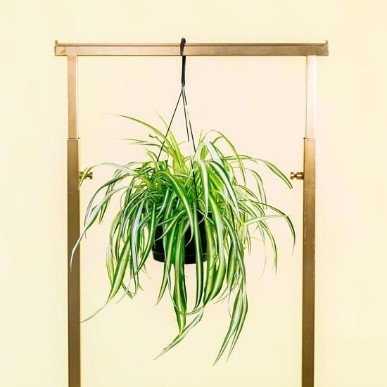These scientifically proven Spider Plant Benefits will make you the fan of this low-maintenance houseplant.