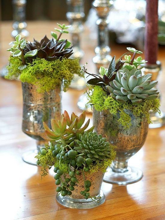 Combinations of Succulents Indoors 3