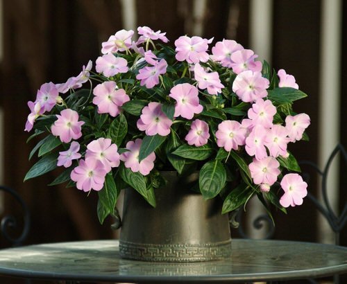 27 Best Flowering Houseplants | Indoor Plants that Bloom 5