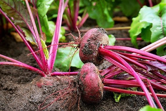 Growing Beet -Vegetables that Grow Underground