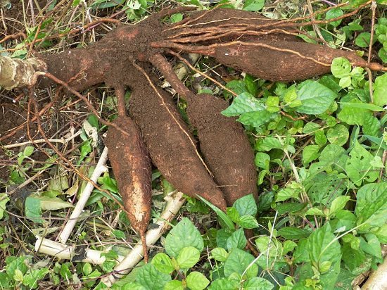Vegetables that Grow Underground-Cassava