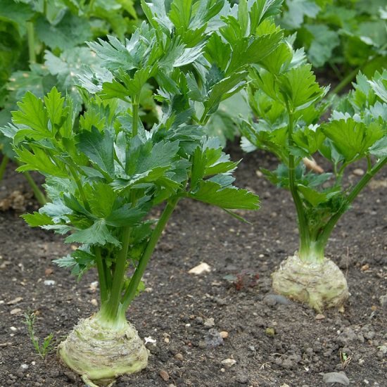 Vegetables that Grow Underground-Celeriac